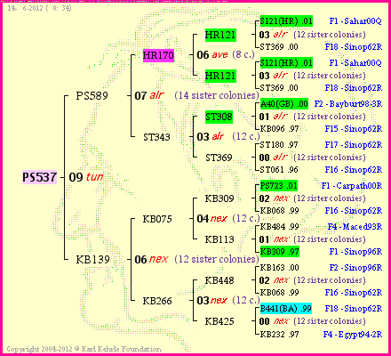 Pedigree of PS537 :
four generations presented