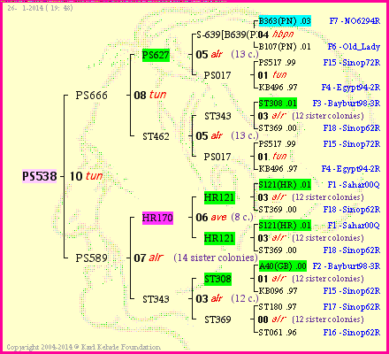 Pedigree of PS538 :
four generations presented
it's temporarily unavailable, sorry!