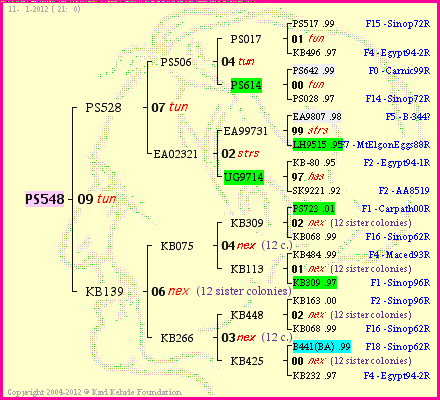 Pedigree of PS548 :
four generations presented