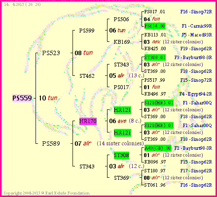 Pedigree of PS559 :
four generations presented<br />it's temporarily unavailable, sorry!