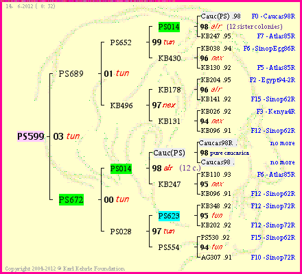 Pedigree of PS599 :
four generations presented