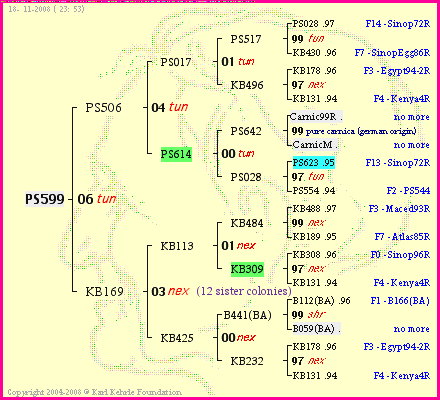 Pedigree of PS599 :
four generations presented