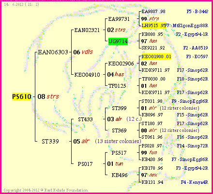 Pedigree of PS610 :
four generations presented