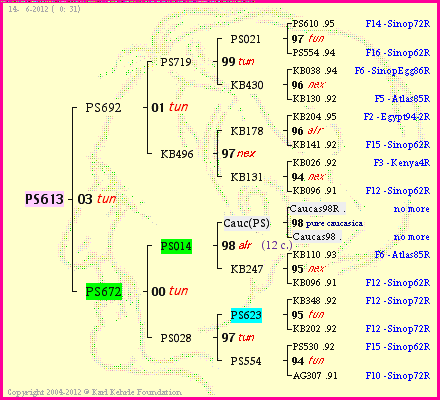 Pedigree of PS613 :
four generations presented