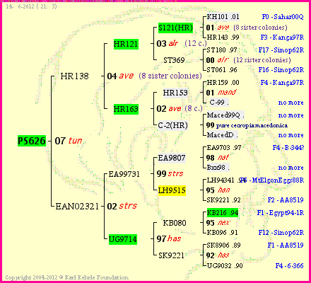 Pedigree of PS626 :
four generations presented