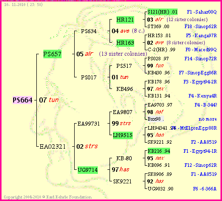 Pedigree of PS664 :
four generations presented