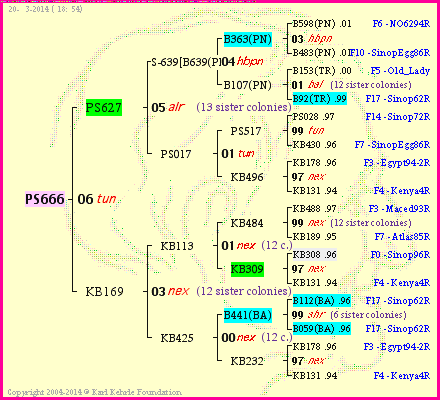 Pedigree of PS666 :
four generations presented