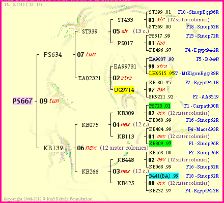 Pedigree of PS667 :
four generations presented<br />it's temporarily unavailable, sorry!