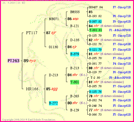 Pedigree of PT263 :
four generations presented