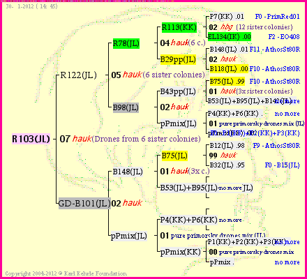 Pedigree of R103(JL) :
four generations presented