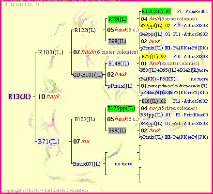 Pedigree of R13(JL) :
four generations presented