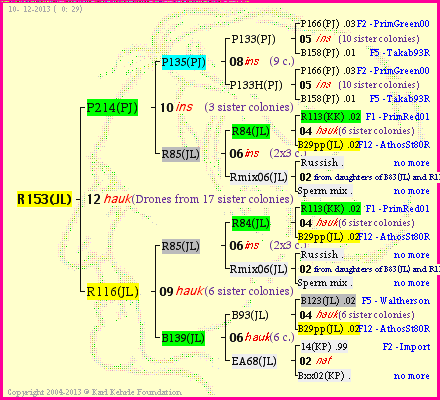 Pedigree of R153(JL) :
four generations presented