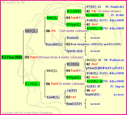 Pedigree of R339a(JBB) :
four generations presented