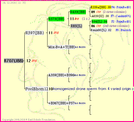 Pedigree of R707(JBB) :
four generations presented