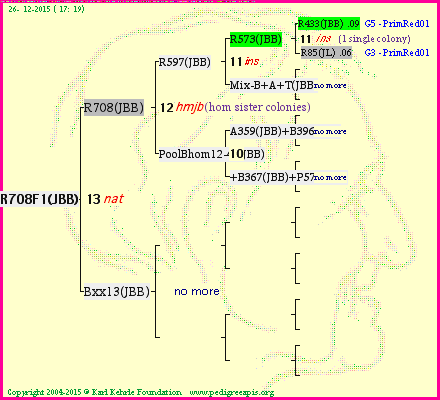 Pedigree of R708F1(JBB) :
four generations presented