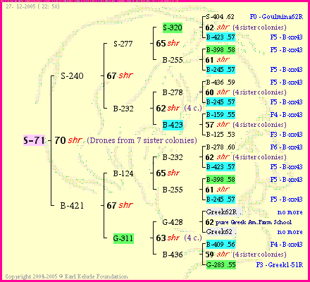 Pedigree of S-71 :
four generations presented