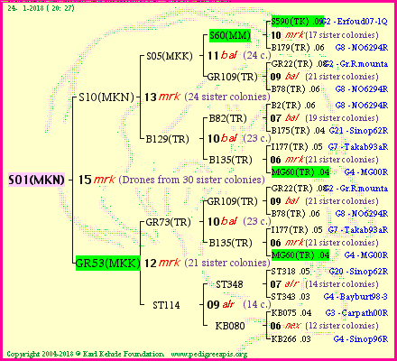 Pedigree of S01(MKN) :
four generations presented