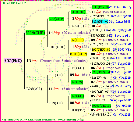 Pedigree of S07(FNG) :
four generations presented