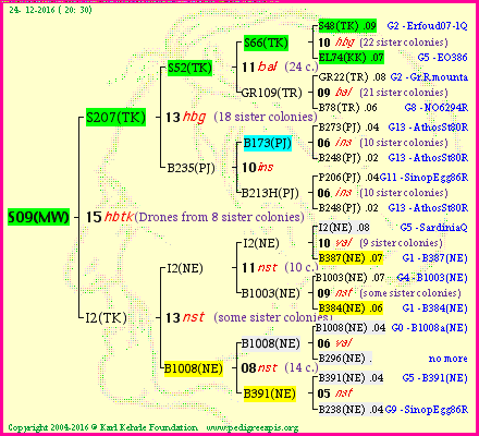 Pedigree of S09(MW) :
four generations presented