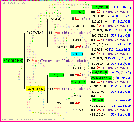 Pedigree of S100(CHB) :
four generations presented