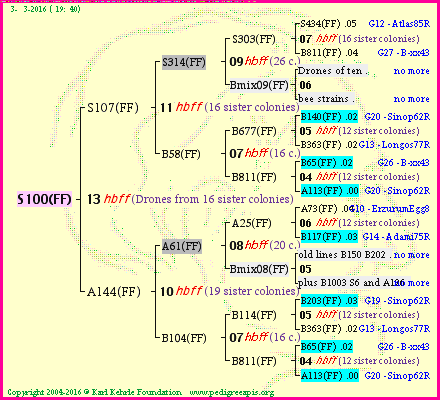 Pedigree of S100(FF) :
four generations presented