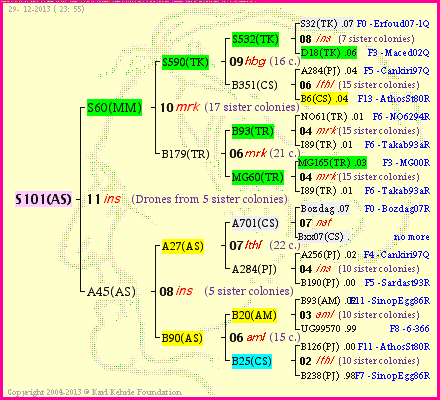 Pedigree of S101(AS) :
four generations presented