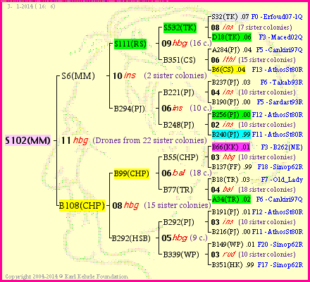 Pedigree of S102(MM) :
four generations presented