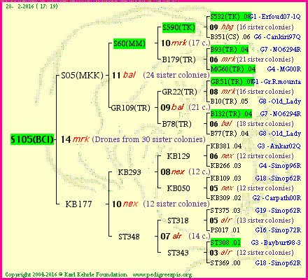 Pedigree of S105(BCI) :
four generations presented