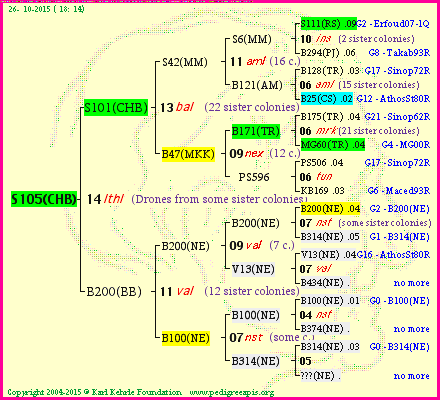 Pedigree of S105(CHB) :
four generations presented