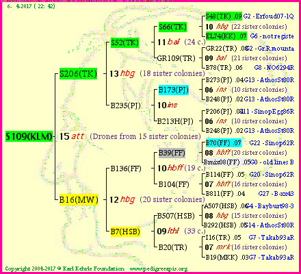 Pedigree of S109(KLM) :
four generations presented