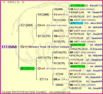 Pedigree of S111(MM) :
four generations presented