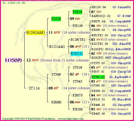 Pedigree of S115(SP) :
four generations presented