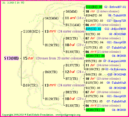 Pedigree of S13(HB) :
four generations presented