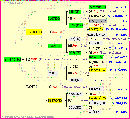 Pedigree of S144(TK) :
four generations presented