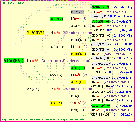 Pedigree of S150(HST) :
four generations presented