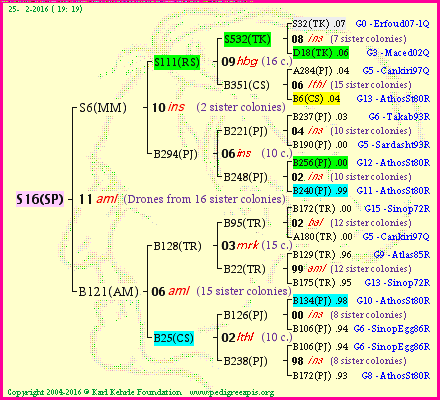 Pedigree of S16(SP) :
four generations presented