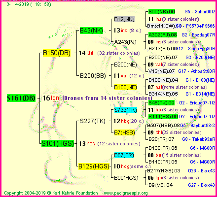 Pedigree of S161(DB) :
four generations presented<br />it's temporarily unavailable, sorry!