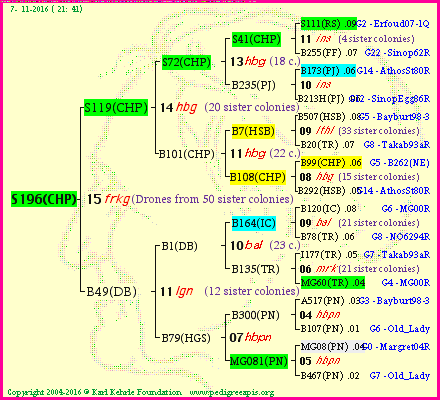 Pedigree of S196(CHP) :
four generations presented