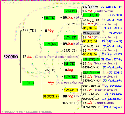 Pedigree of S20(NK) :
four generations presented