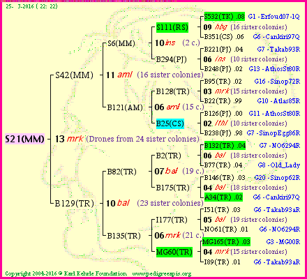 Pedigree of S21(MM) :
four generations presented