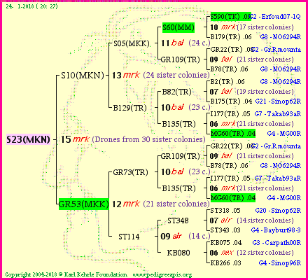 Pedigree of S23(MKN) :
four generations presented