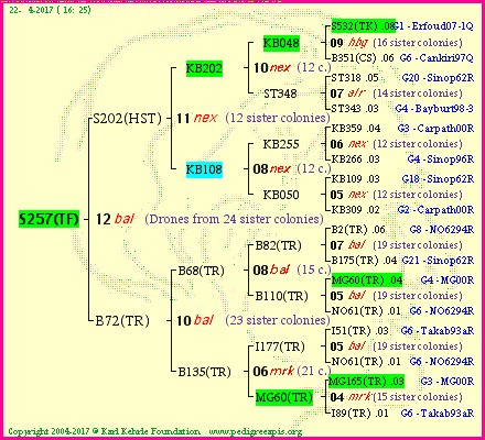 Pedigree of S257(TF) :
four generations presented