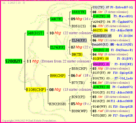 Pedigree of S28(BZF) :
four generations presented