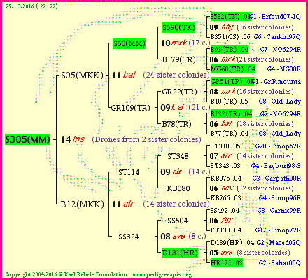 Pedigree of S305(MM) :
four generations presented