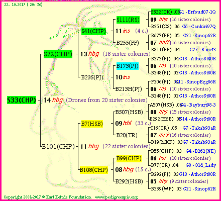 Pedigree of S33(CHP) :
four generations presented