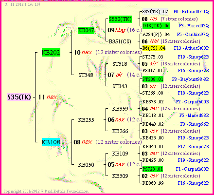 Pedigree of S35(TK) :
four generations presented