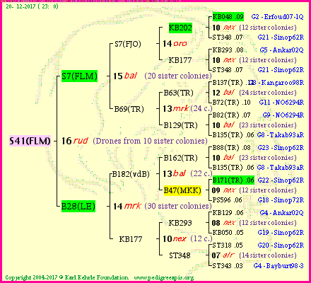 Pedigree of S41(FLM) :
four generations presented