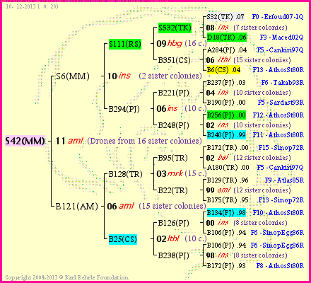 Pedigree of S42(MM) :
four generations presented