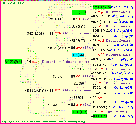 Pedigree of S425(SP) :
four generations presented