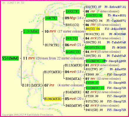 Pedigree of S51(MM) :
four generations presented